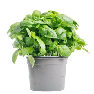 Bio-Kräuter „Basilikum Genovese“