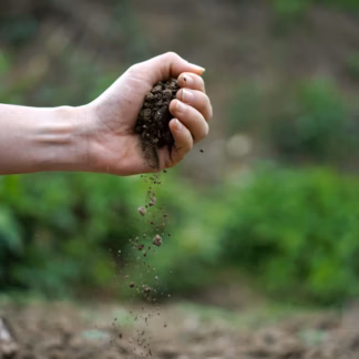 Erde, Dünger & Pflanzenschutz