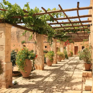 Pflege- & Pflanzratgeber für mediterrane Pflanzen